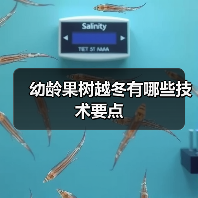 幼龄果树越冬有哪些技术要点(图3)