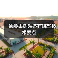 幼龄果树越冬有哪些技术要点(图4)