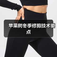 苹果树冬季修剪技术要点(图2) 苹果树冬季修剪技术要点(图2)