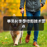 苹果树冬季修剪技术要点(图4) 苹果树冬季修剪技术要点(图4)