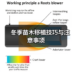 冬季苗木移植技巧与注意事项(图2)