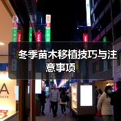 冬季苗木移植技巧与注意事项(图4)