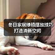 冬日家居绿植摆放技巧打造清新空间(图2)