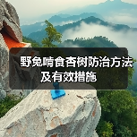 野兔啃食杏树防治方法及有效措施(图2)