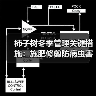柿子树冬季管理关键措施：施肥修剪防病虫害(图3)