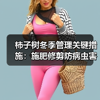 柿子树冬季管理关键措施：施肥修剪防病虫害(图1)