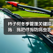 柿子树冬季管理关键措施：施肥修剪防病虫害(图4)