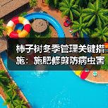 柿子树冬季管理关键措施：施肥修剪防病虫害(图2)