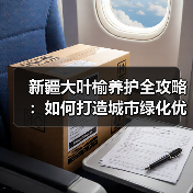 新疆大叶榆养护全攻略:如何打造城市绿化优选树种(图2) 新疆大叶榆养护全攻略:如何打造城市绿化优选树种(图2)
