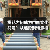 桃花为何成为中国文化符号?从起源到诗意栖居的千年演变(图4) 桃花为何成为中国文化符号?从起源到诗意栖居的千年演变(图4)