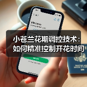 小苍兰花期调控技术:如何精准控制开花时间?(图1) 小苍兰花期调控技术:如何精准控制开花时间?(图1)
