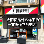 大丽花是什么样子的?一文看懂它的魅力(图1) 大丽花是什么样子的?一文看懂它的魅力(图1)