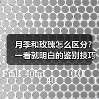 月季和玫瑰怎么区分？一看就明白的鉴别技巧