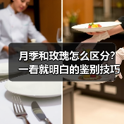 月季和玫瑰怎么区分?一看就明白的鉴别技巧!(图3) 月季和玫瑰怎么区分?一看就明白的鉴别技巧!(图3)