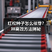 红松种子怎么催芽？三种高效方法揭秘