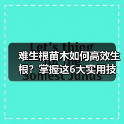 难生根苗木如何高效生根?掌握这6大实用技巧(图1) 难生根苗木如何高效生根?掌握这6大实用技巧(图1)