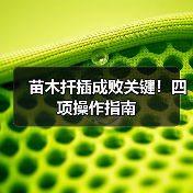 苗木扦插成败关键!四项操作指南(图2) 苗木扦插成败关键!四项操作指南(图2)