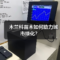 木兰科苗木如何助力城市绿化?(图4) 木兰科苗木如何助力城市绿化?(图4)
