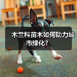 木兰科苗木如何助力城市绿化?(图3) 木兰科苗木如何助力城市绿化?(图3)
