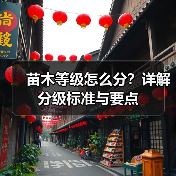 苗木等级怎么分?详解分级标准与要点(图3) 苗木等级怎么分?详解分级标准与要点(图3)