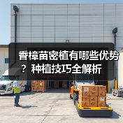 香樟苗密植有哪些优势？种植技巧全解析(图2)