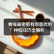 香樟苗密植有哪些优势？种植技巧全解析(图3)
