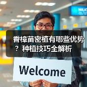 香樟苗密植有哪些优势？种植技巧全解析(图1)