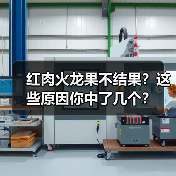 红肉火龙果不结果？这些原因你中了几个？(图4)