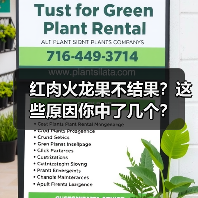 红肉火龙果不结果？这些原因你中了几个？(图1)