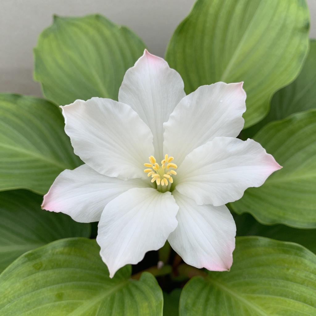 庭院种花指南，打造美丽花园的优选花卉(图1)