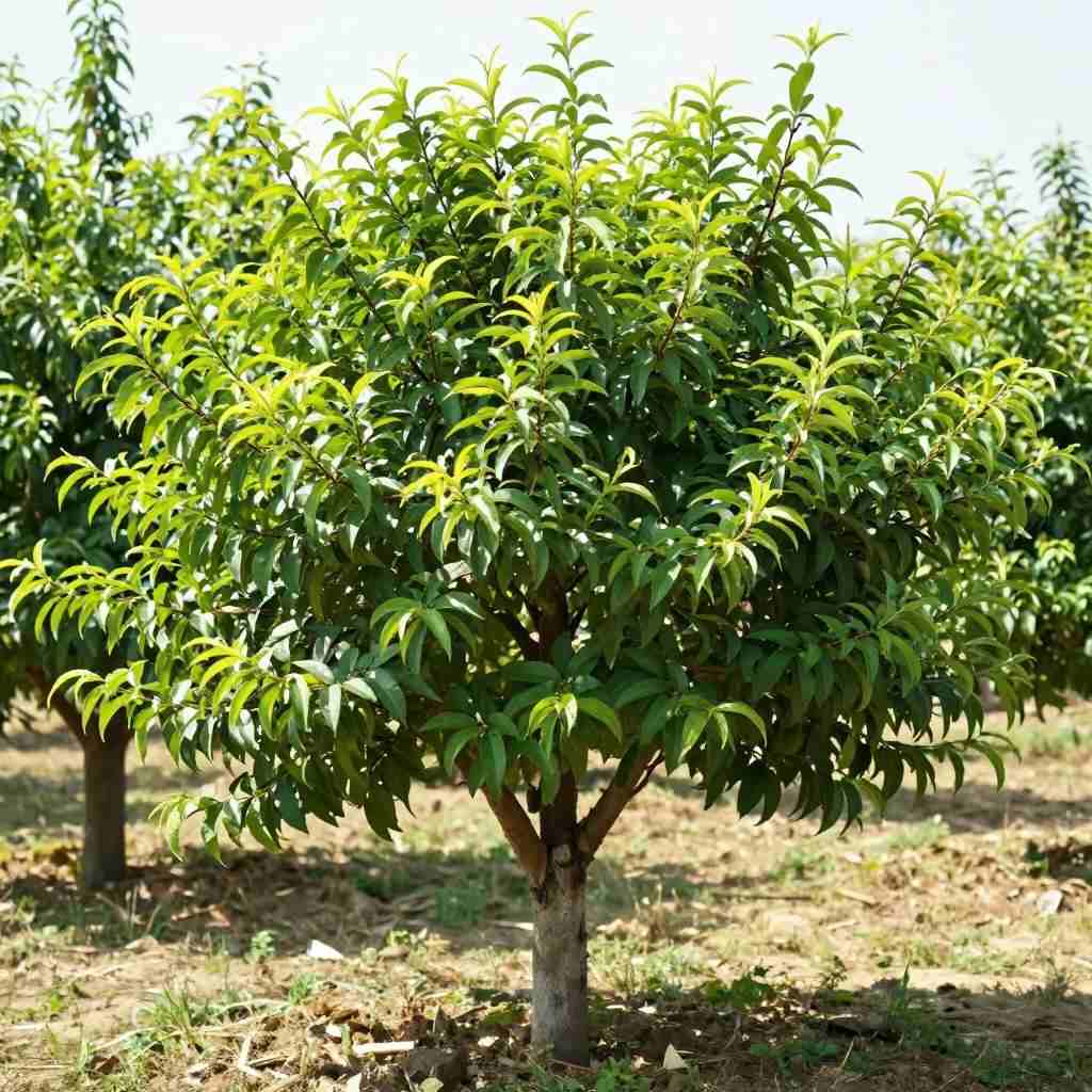 桃树修剪技巧与步骤(图2)