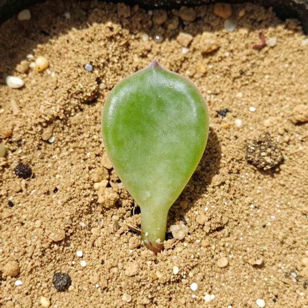 养多肉植物的技巧与心得(图2)