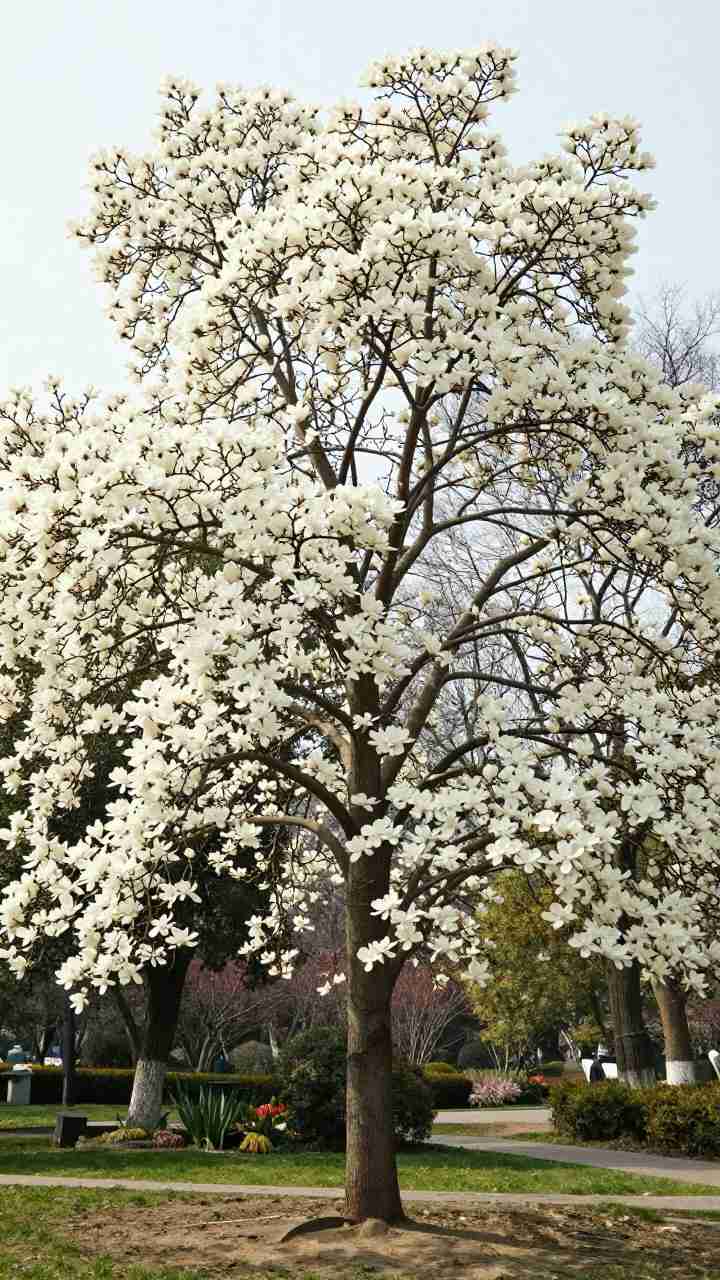 玉兰花之姿，春日里的清雅之花(图2)