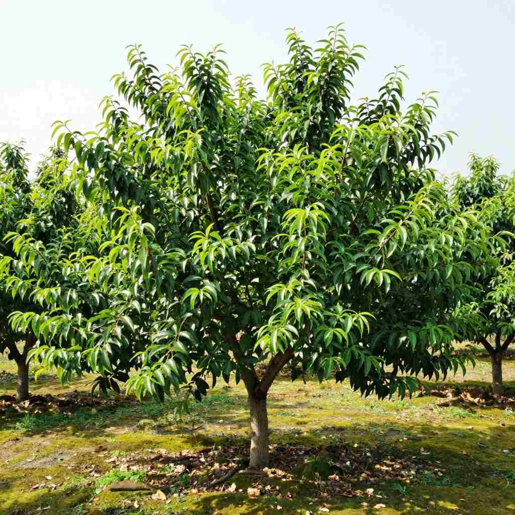 桃树叶子发黄，如何应对？