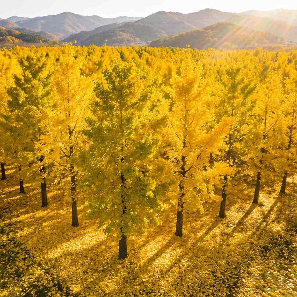 银杏，古老的活化石植物(图3)