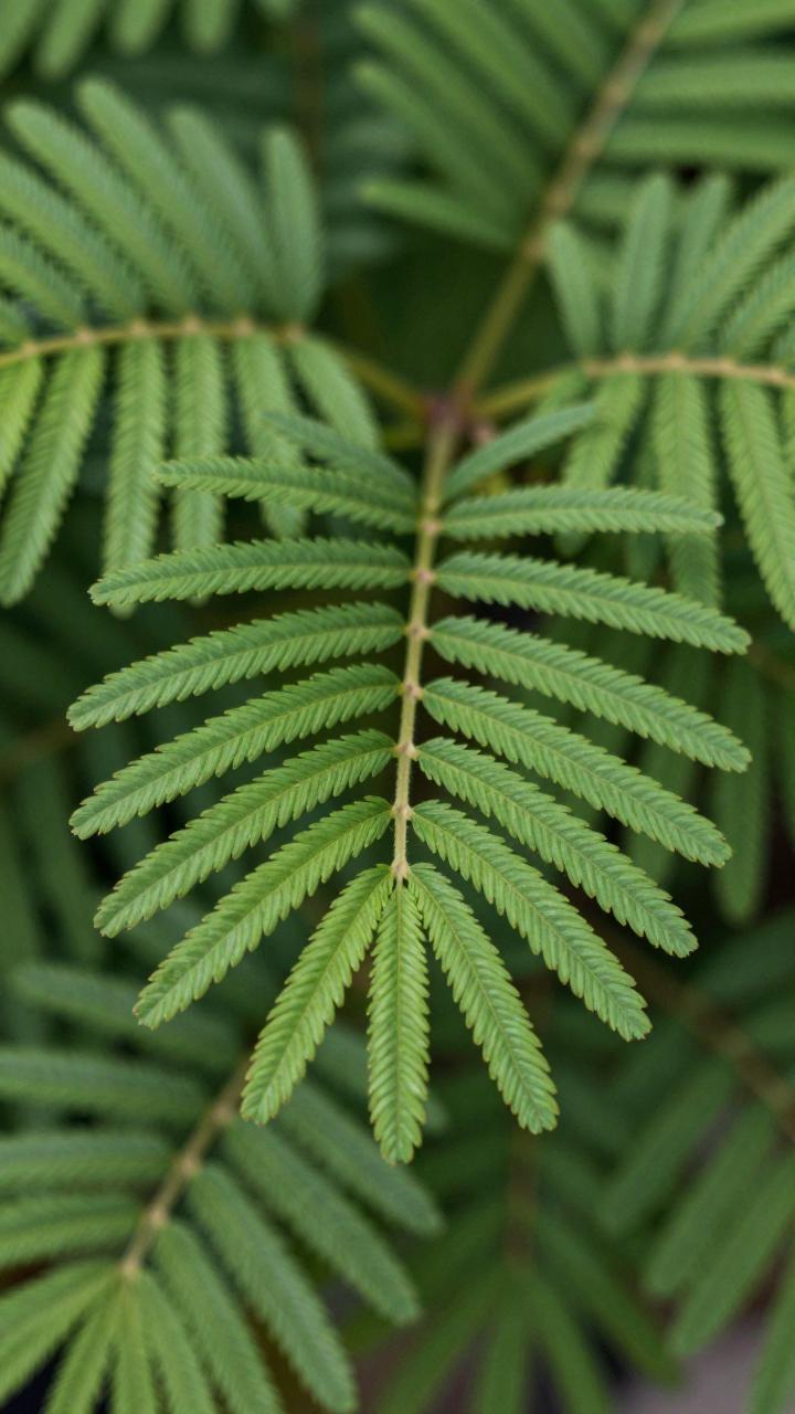 含羞草属，神秘而独特的植物世界