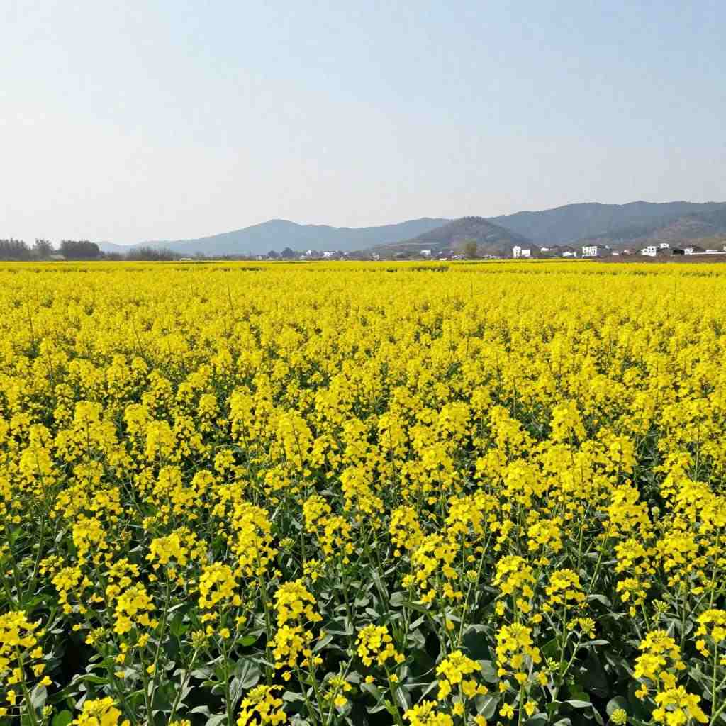 油菜花的样子描写