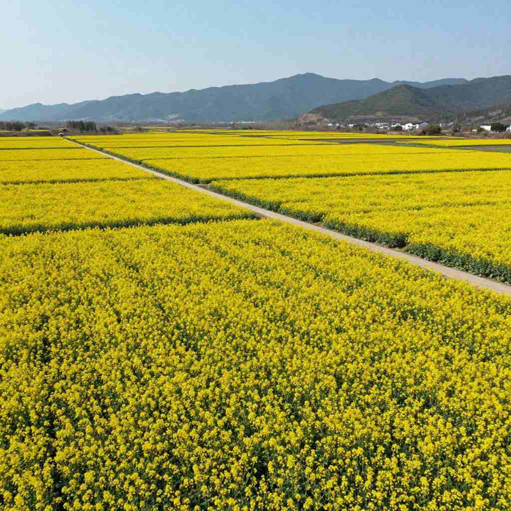 油菜花的样子描写(图2)