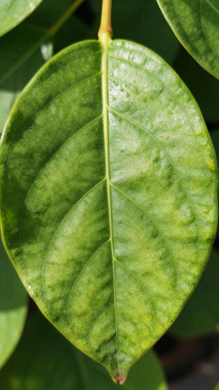 玉树修剪的最佳时机与技巧(图3)