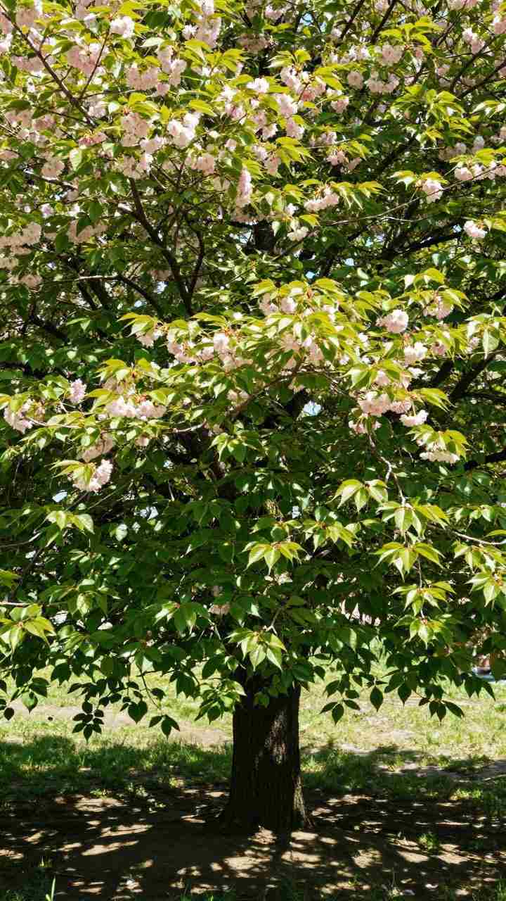 樱花栽种技术及养护措施 如何种植樱花树才能成活(图2)