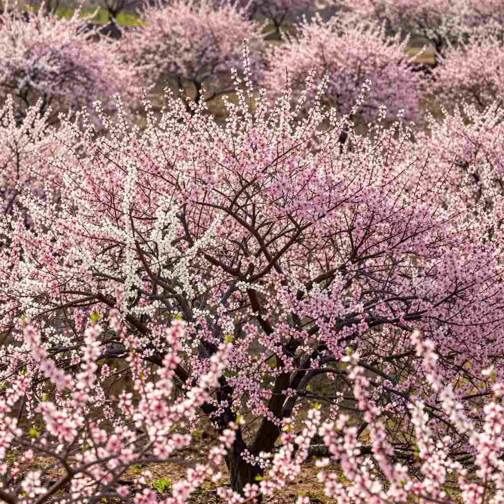 桃花的特点(图1)