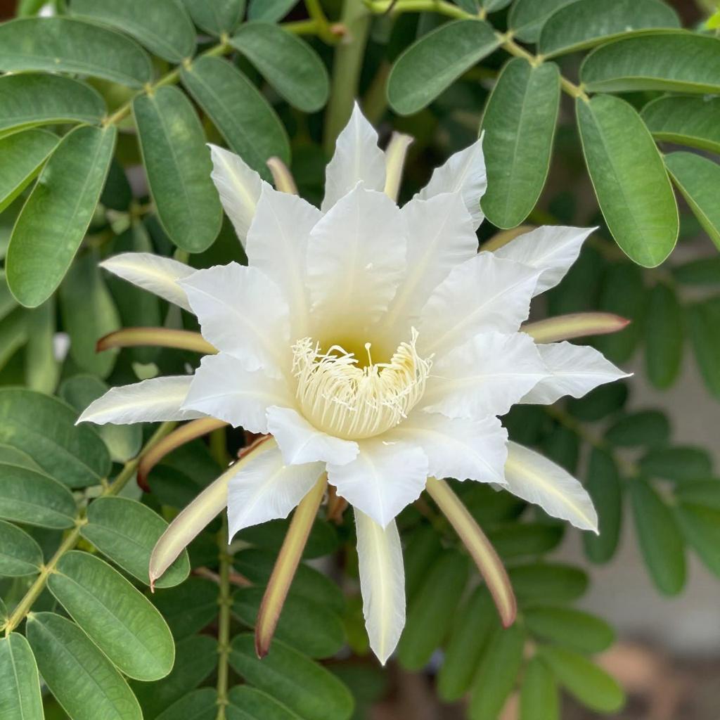 龙骨花，神奇的植物瑰宝与健康守护者