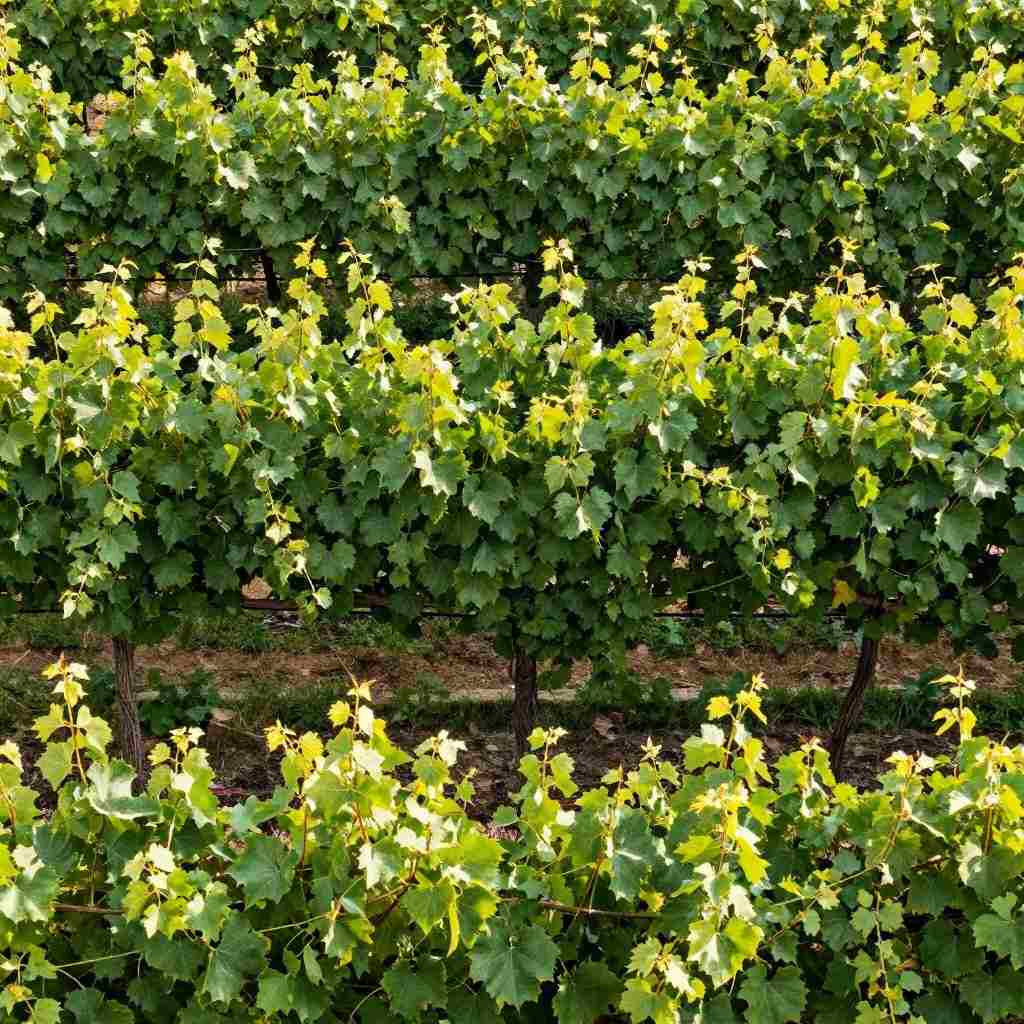 庭院葡萄剪枝图解与技巧