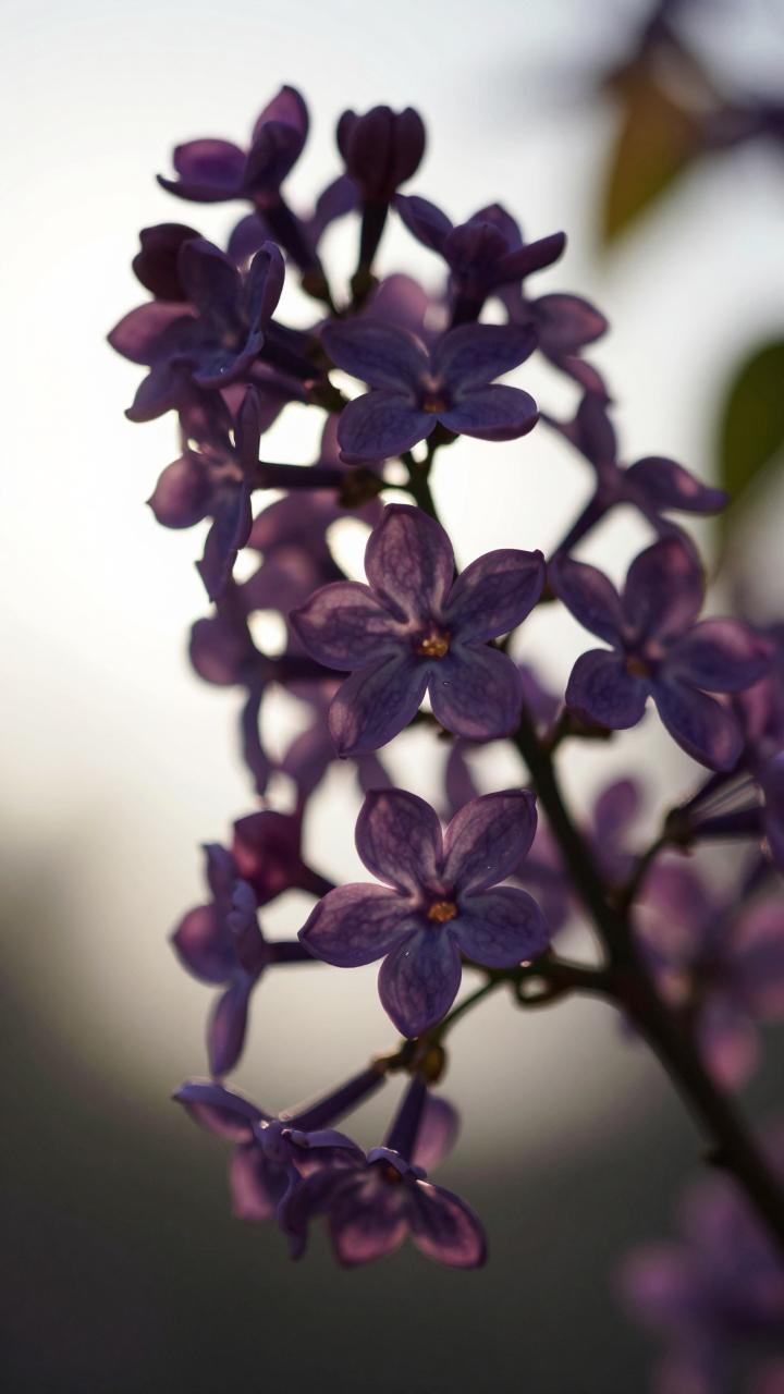 丁香花，紫色浪漫的绽放(图2)