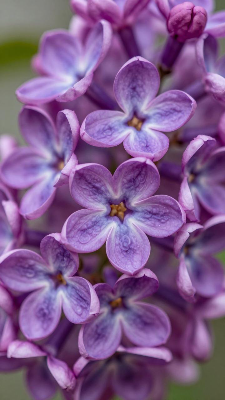 丁香花，紫色浪漫的绽放(图3)