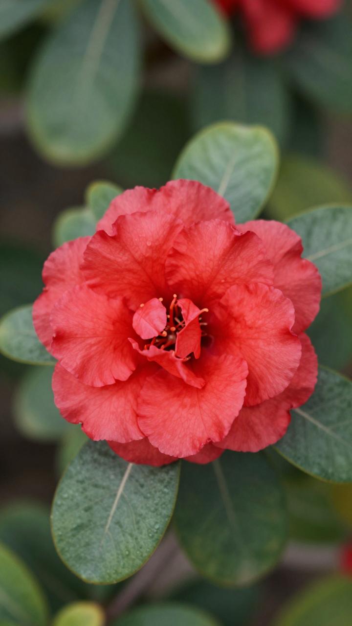 映山红与杜鹃花的区别