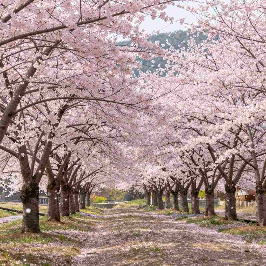 春天开花的植物种类繁多，以下是一些常见的