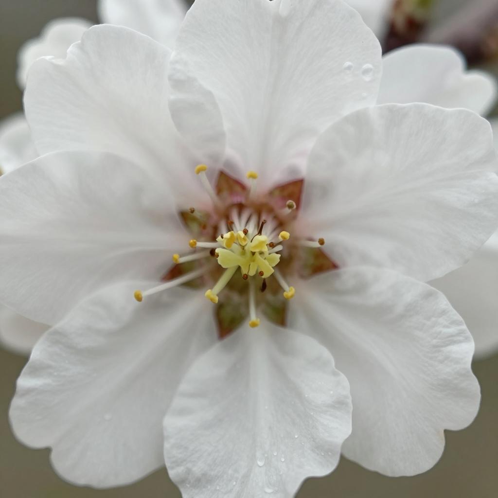 春天开花的植物种类繁多，以下是一些常见的春天开花植物及其特点(图1)