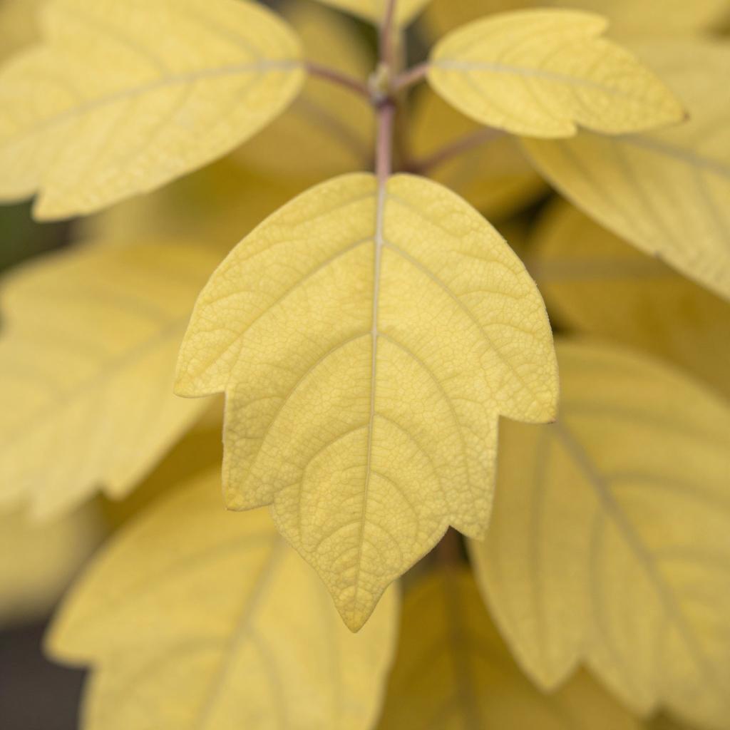 马蹄金草坪，绿意盎然的自然景观(图2)