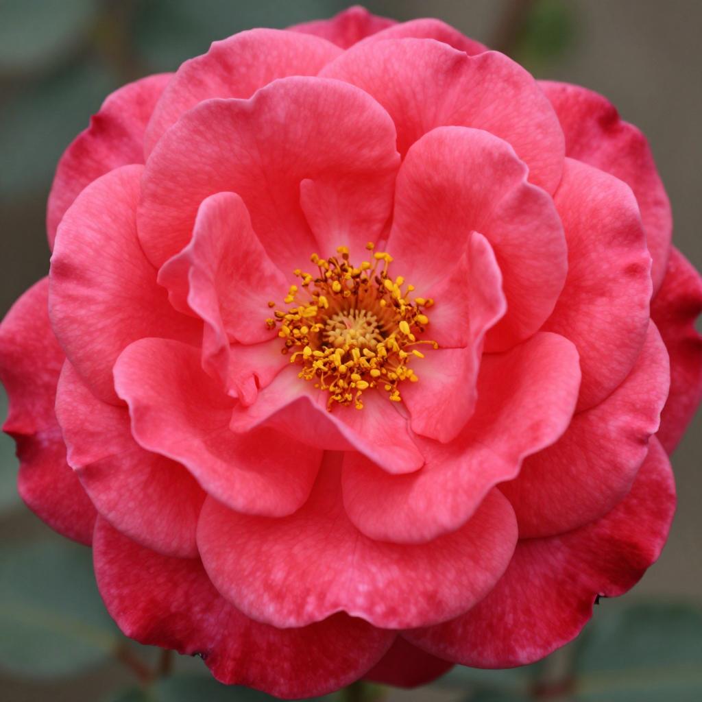 玖瑰的魅力与故事